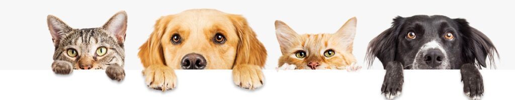 Chiens et chats