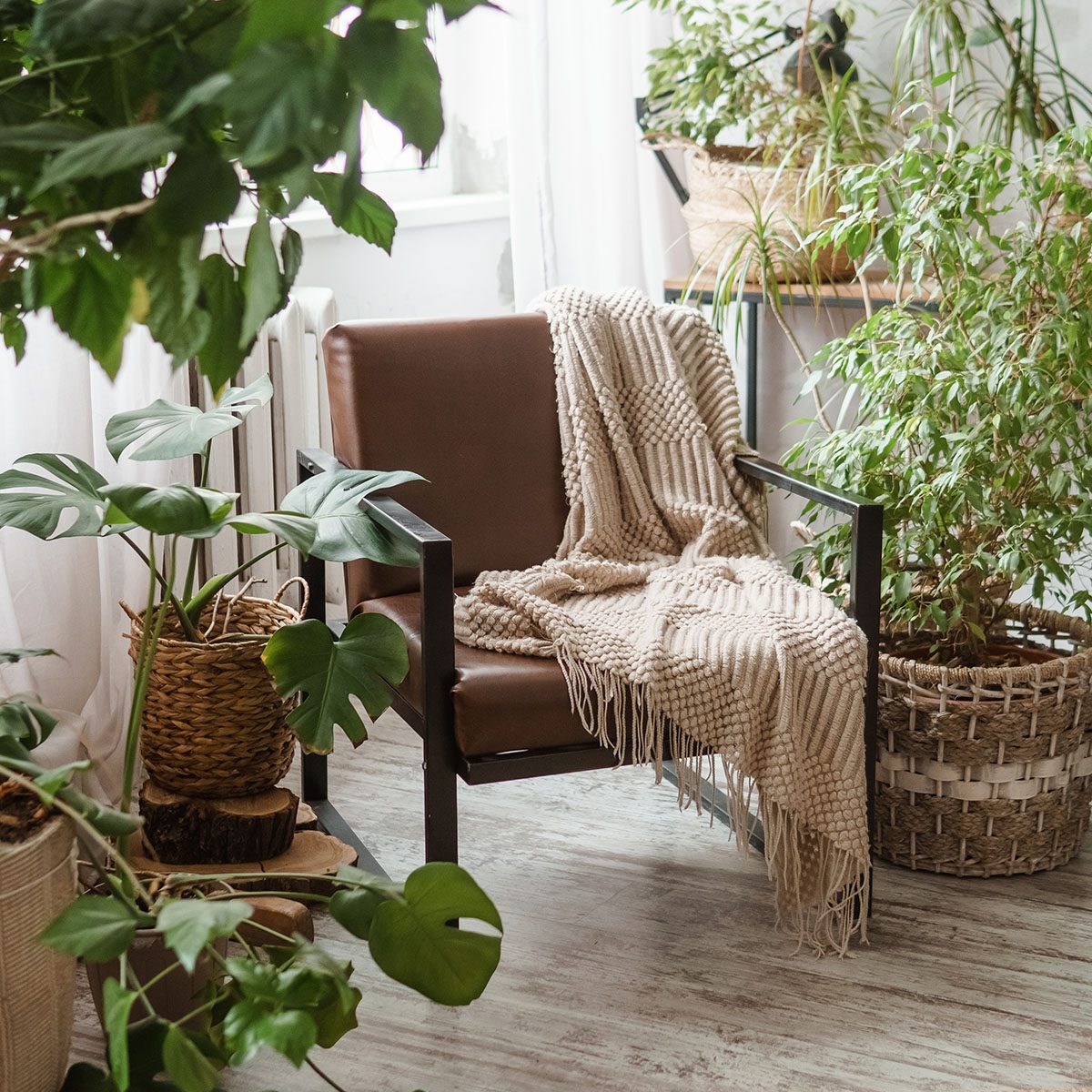 Installer des plantes d'intérieur pour absorber l'humidité