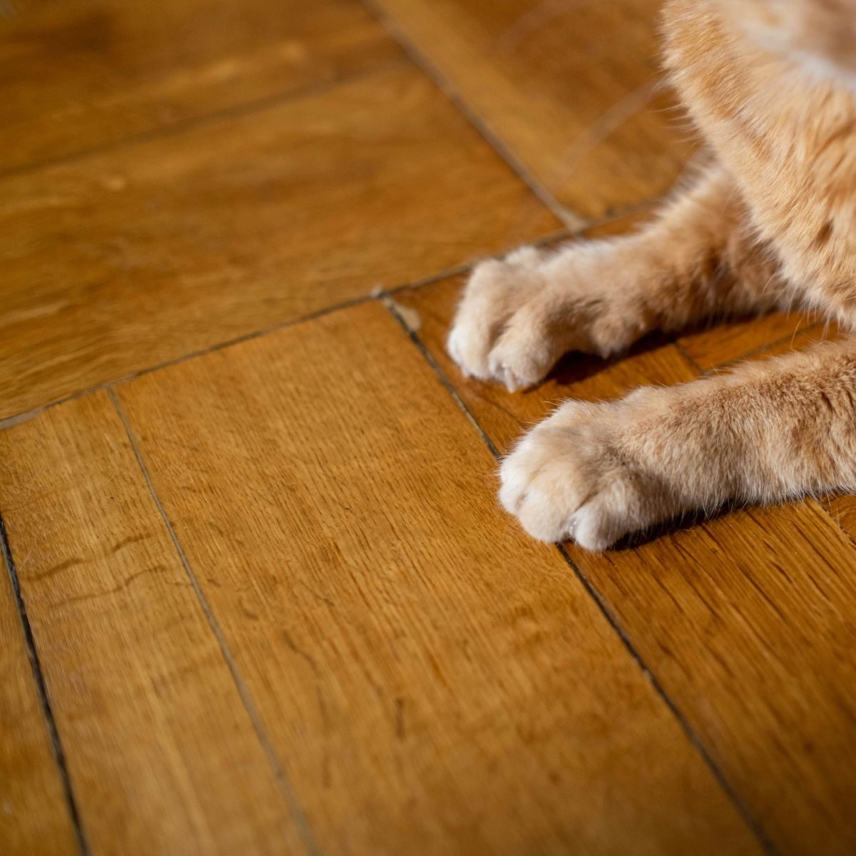 Les taches d'urine de son animal de compagnie sur son parquet
