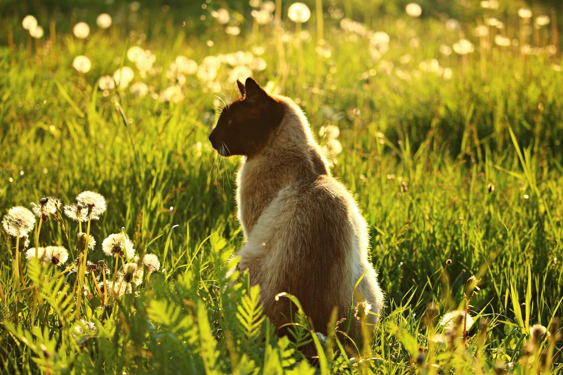 Chat profitant d'un espace extérieur au soleil, illustration des conseils pour prendre soin de son animal en été